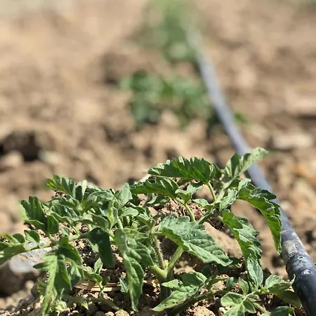 Bed & Breakfast Limon Datca Datça