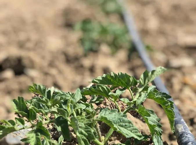 Oda ve Kahvaltı Limon Datca Datça